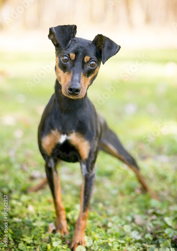 A Manchester Terrier dog standing outdoors