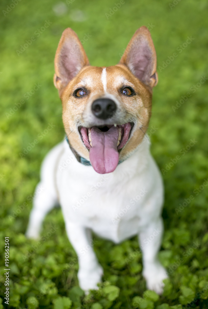 A red and white mixed breed dog panting and looking up at the camera