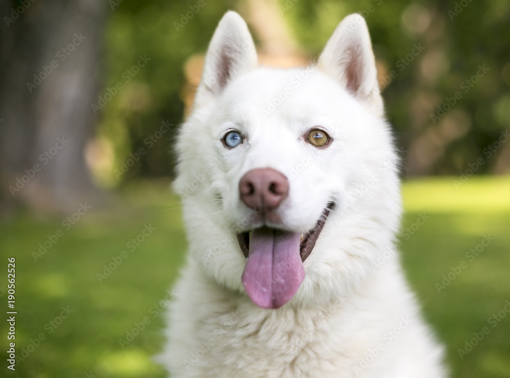 A white Husky dog with heterochromia, one blue eye and one brown eye