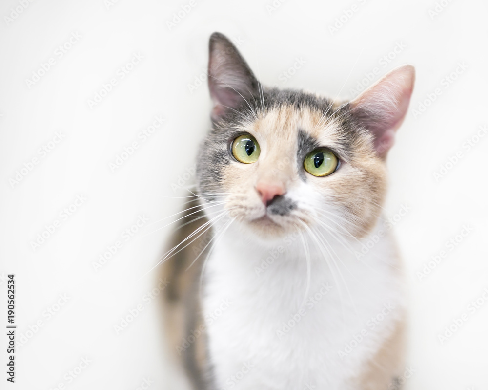 A cross-eyed Dilute Calico cat on a white background