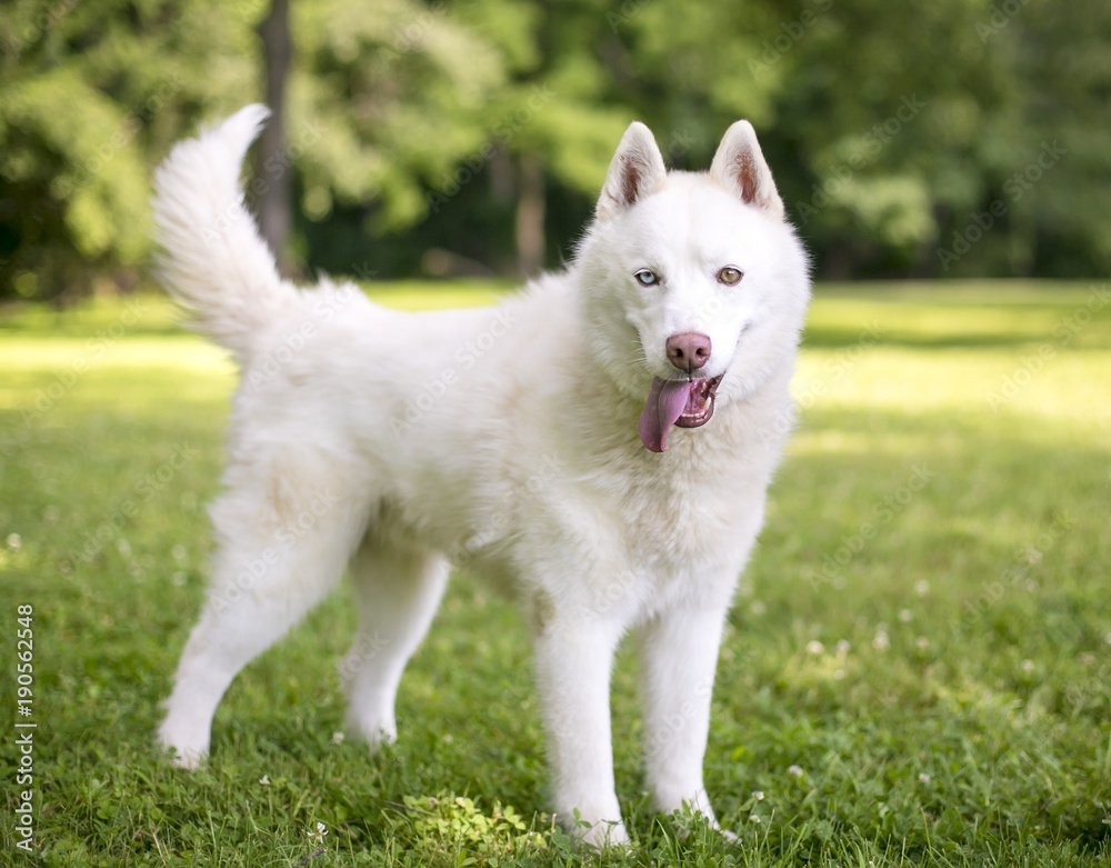 A White Husky Dog With Heterochromia One Blue Eye And One Brown Eye Stock Photo Adobe Stock A White Husky Dog With Heterochromia One Blue Eye And One Brown Eye Stock Photo Adobe Stock