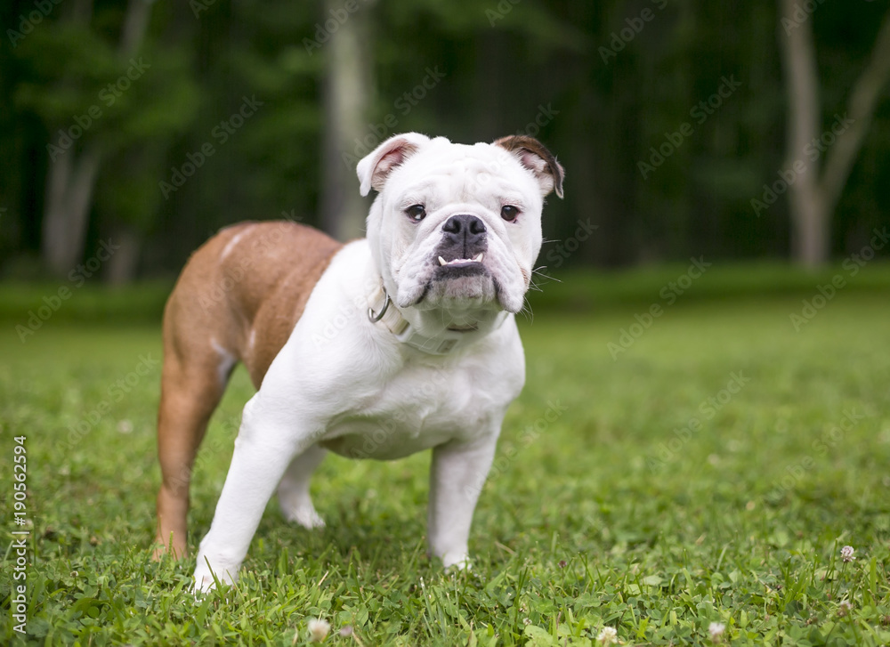 A purebred English Bulldog with an underbite standing outdoors and looking at the camera