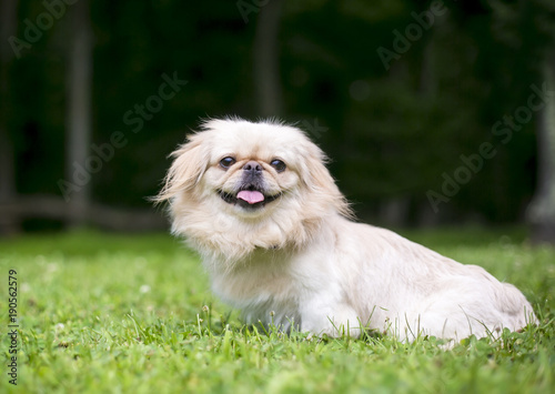 A Pekingese dog sitting outdoors in the grass photo