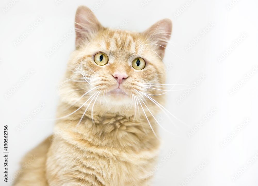 An orange tabby domestic shorthair cat with yellow eyes and long whiskers An orange tabby domestic shorthair cat with yellow eyes and long whiskers