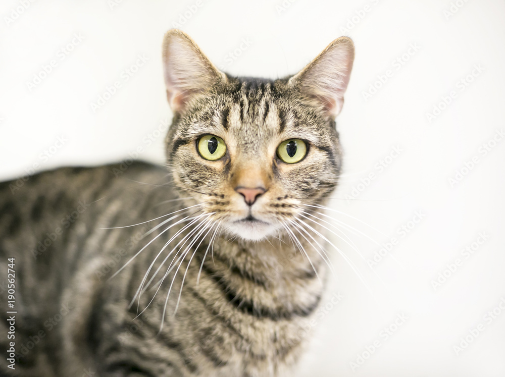 A brown tabby domestic shorthair cat looking at the camera A brown tabby domestic shorthair cat looking at the camera