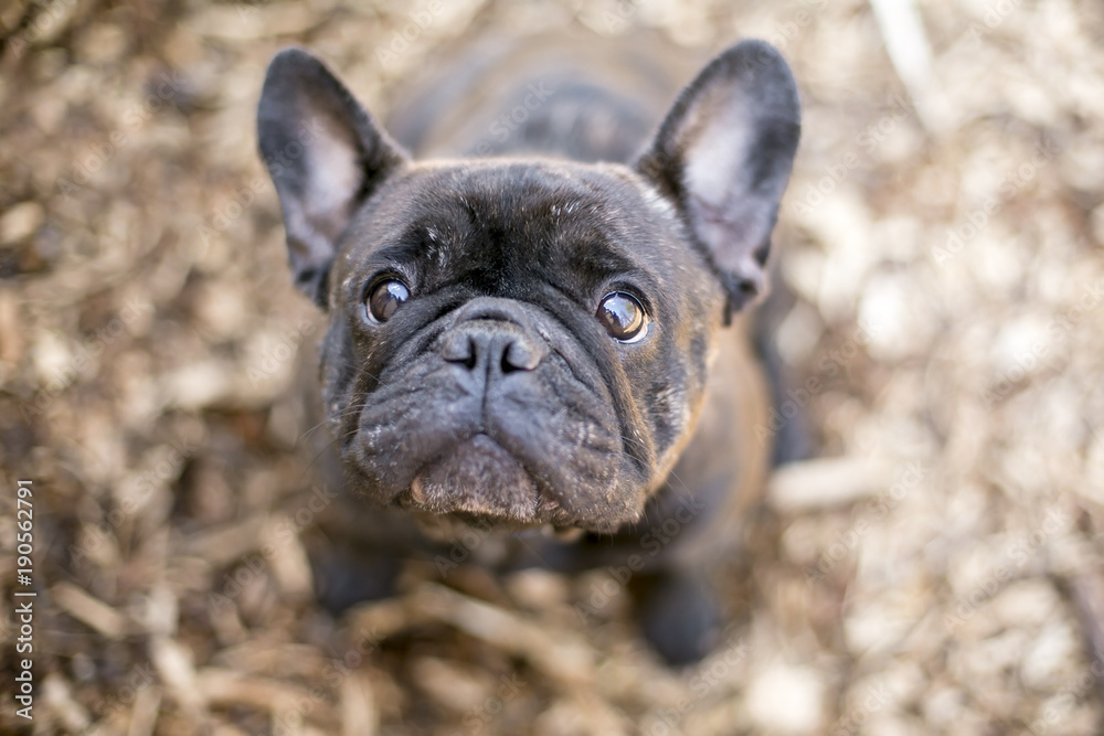 Obraz premium A cute black French Bulldog looking up