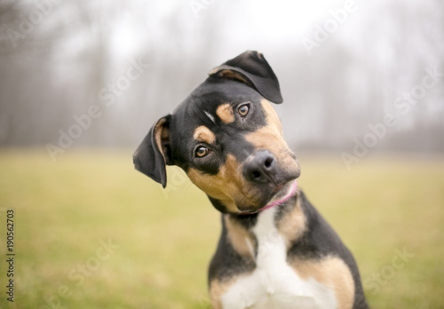 A tricolor mixed breed dog listening intently with a foggy background