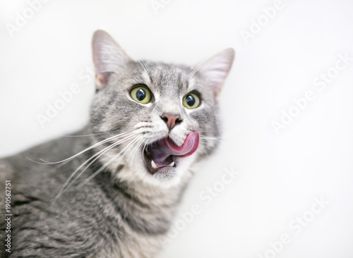 Fototapeta A gray tabby domestic shorthair cat licking its lips