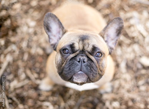 A cute fawn colored French Bulldog looking up at the camera © Mary Swift