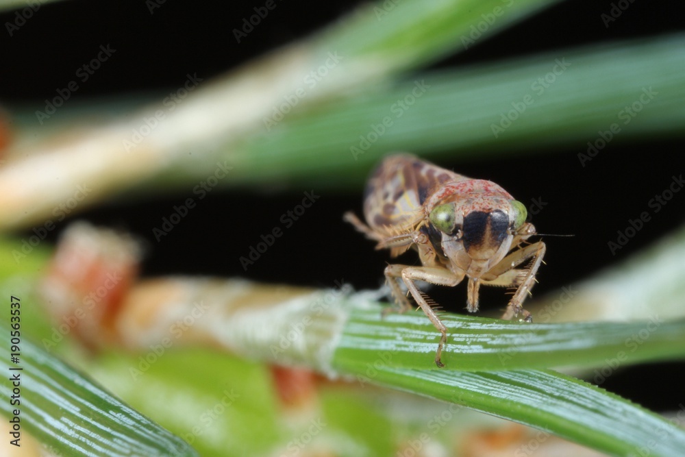 Naklejka premium Pithyotettix abietinus from the family Cicadellidae on on pine pins.