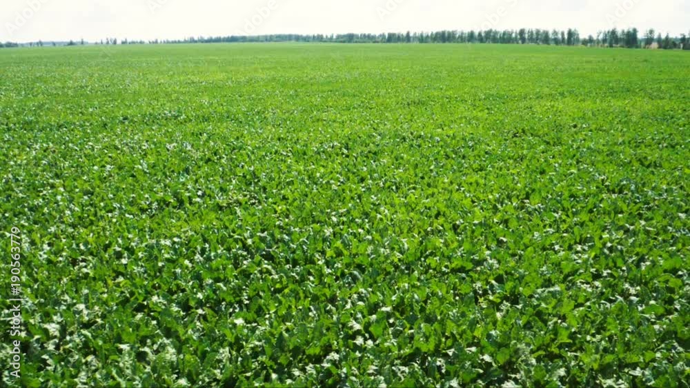 The cultivation of white beet. Field of young green sprouts of sugar beet. Slow motion. HD