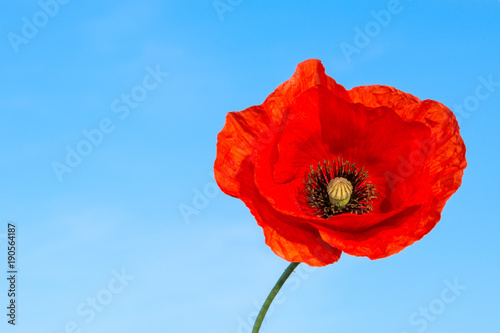 Beautiful red flower of poppy on a blue background. Papaver rhoeas. The silhouette of solitary wild corn rose in bloom against blue summer sky.