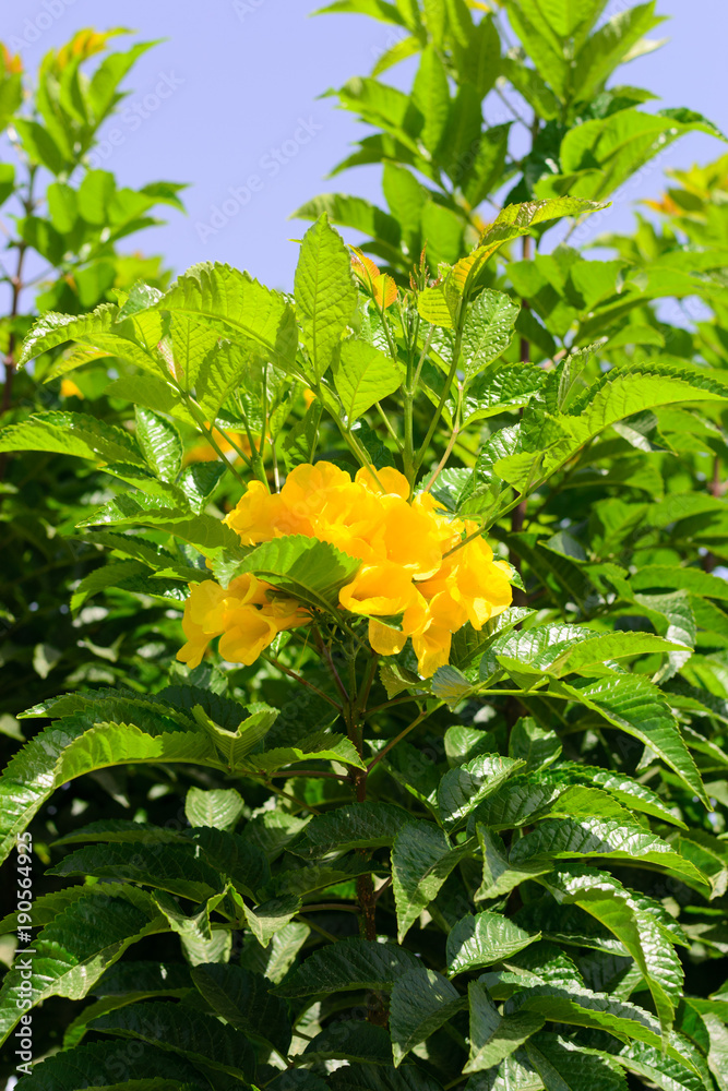 Fototapeta premium Yellow tropical flowers vertical