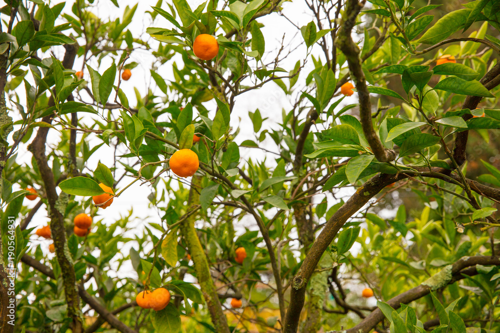 mandarin tree in park
