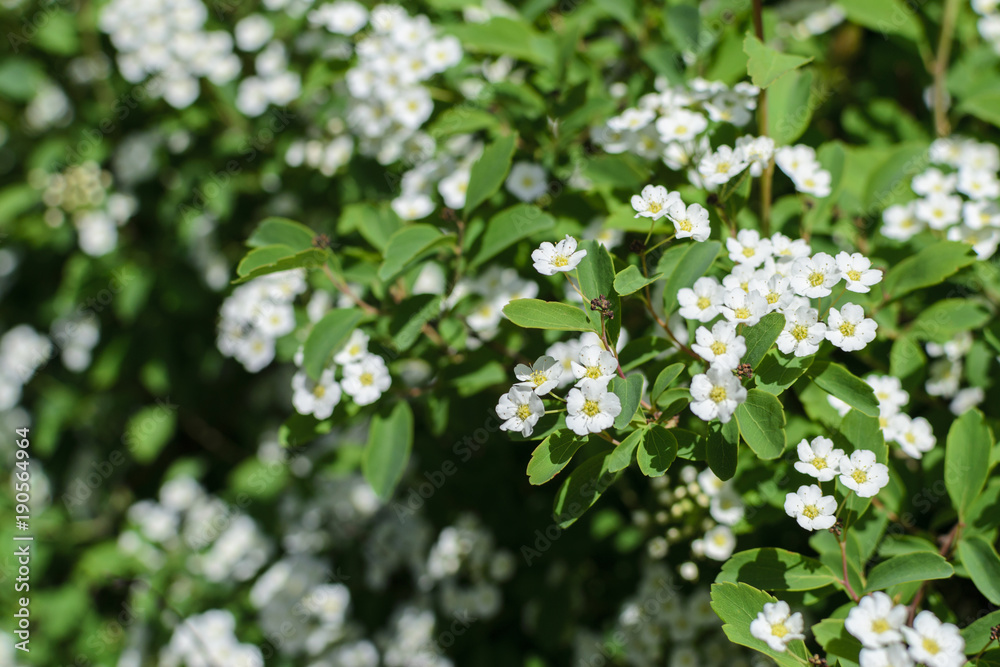 Bush with many white flowers copy space Bush with many white flowers copy space