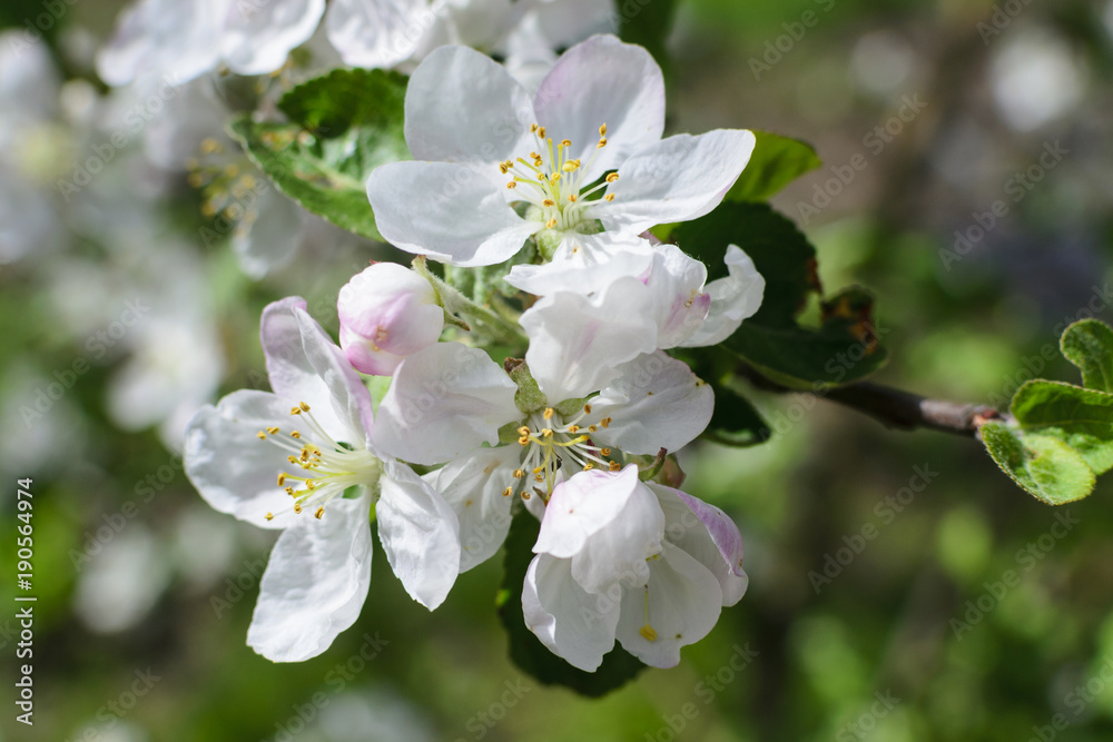 White flowers apple tree