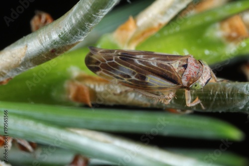 Pithyotettix abietinus from the family Cicadellidae on on pine pins. photo