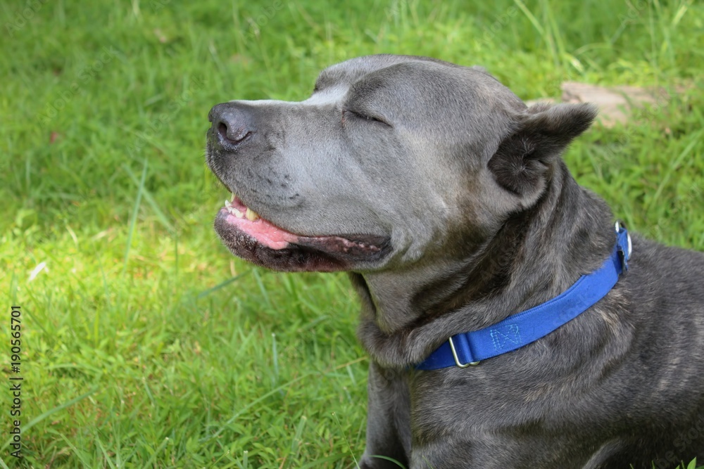 BEAUTIFUL CANE CORSO DOG BEAUTIFUL CANE CORSO DOG