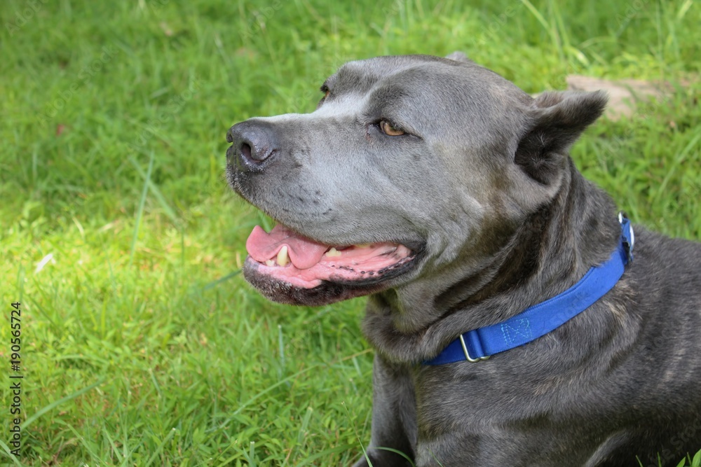 BEAUTIFUL CANE CORSO DOG BEAUTIFUL CANE CORSO DOG