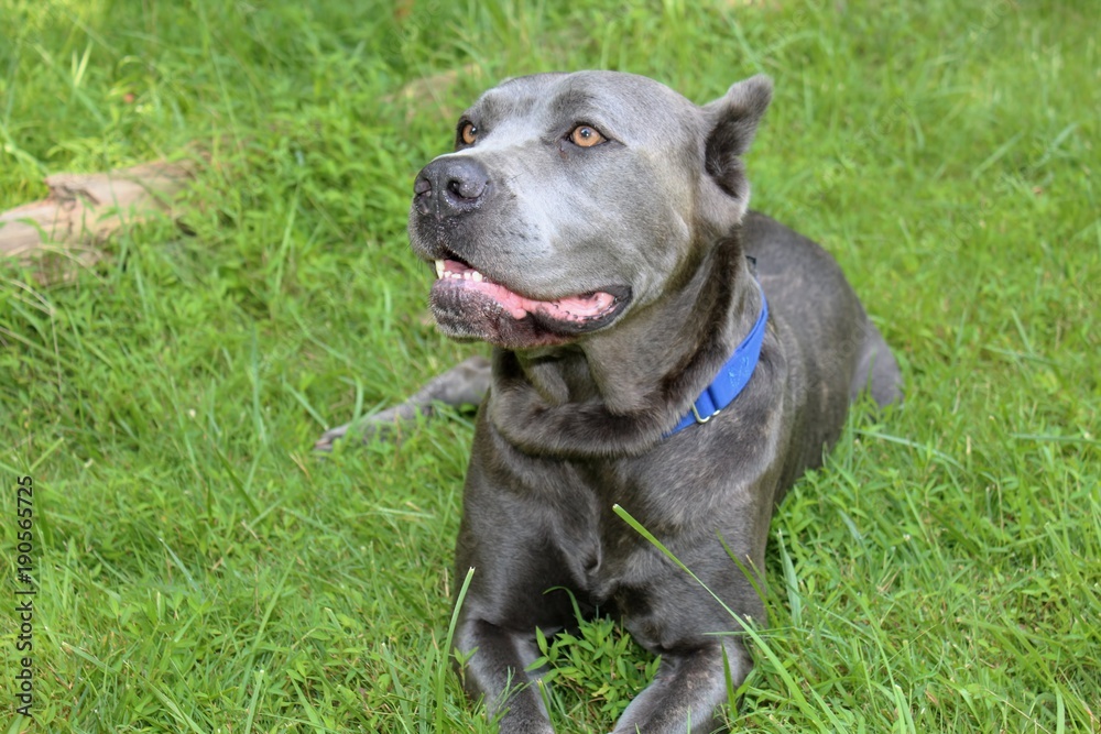 BEAUTIFUL CANE CORSO DOG BEAUTIFUL CANE CORSO DOG