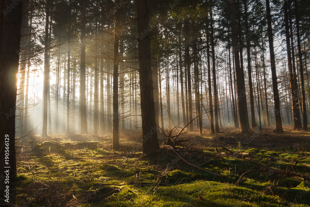 Early warm sun rays shine through a dark pine forest and thus illuminate the soft green moss on the bottom under the trees.