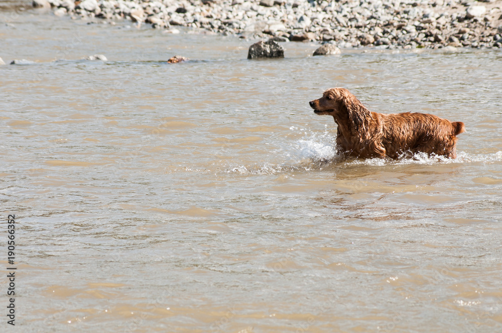 dog playing in the river water