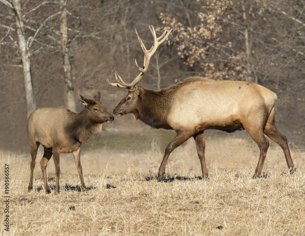 Obraz premium Male and female elks in love