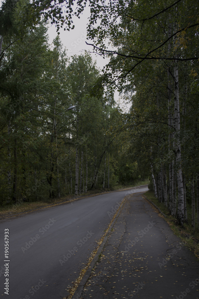 road, forest, nature, tree, autumn, landscape, asphalt, travel, rural, trees, green, sky, highway, fall, country, transportation, blue, curve, way, empty, street, journey, countryside, summer, season