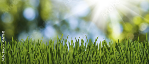 image of grass in the park on green background closeup