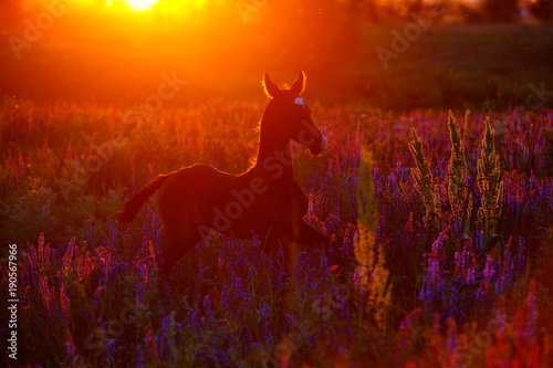 akhal-teke foal in sunset