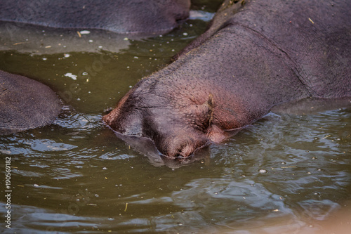 hippos in the water 