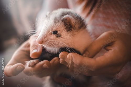 Closeup of cute pet ferret resting in hands of owner photo