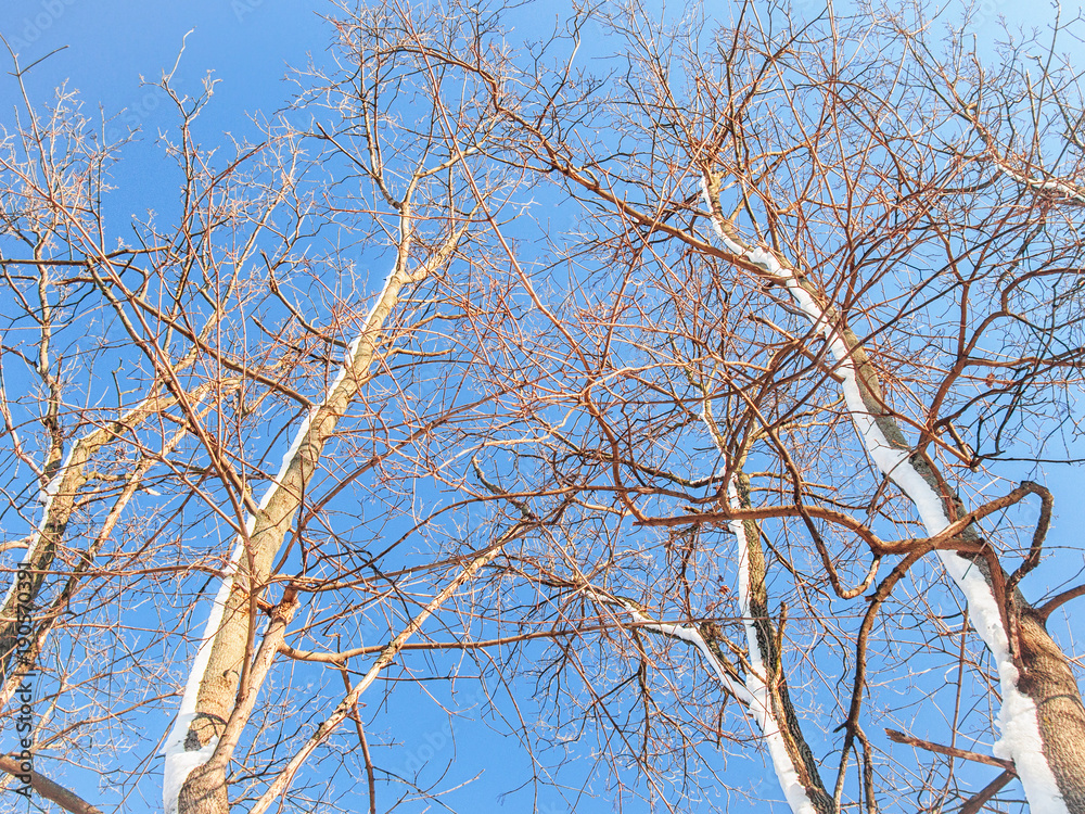 Crowns of leafless winter trees on clear blue sky background Crowns of leafless winter trees on clear blue sky background