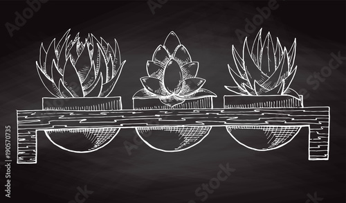 Sketch three succulents in pots on a wooden stand isolated on the chalkboard. Vector illustration
