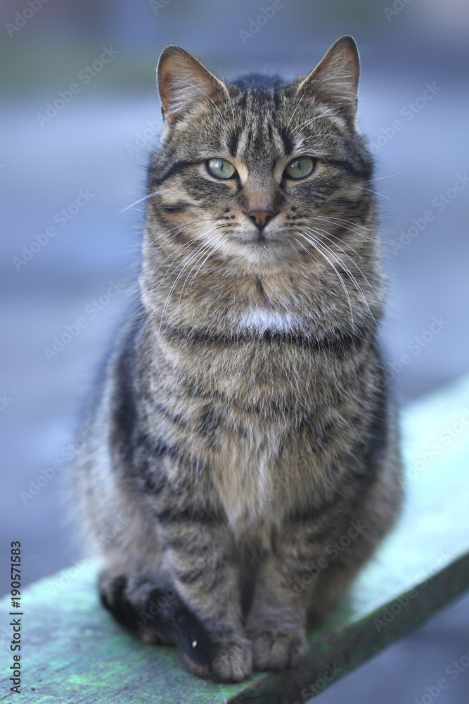 portrait of street striped cat