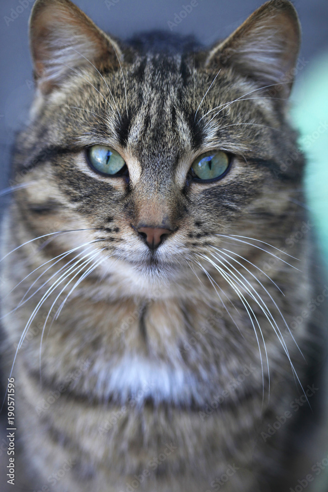 portrait of street striped cat portrait of street striped cat