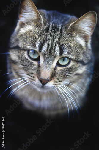 portrait of street striped cat