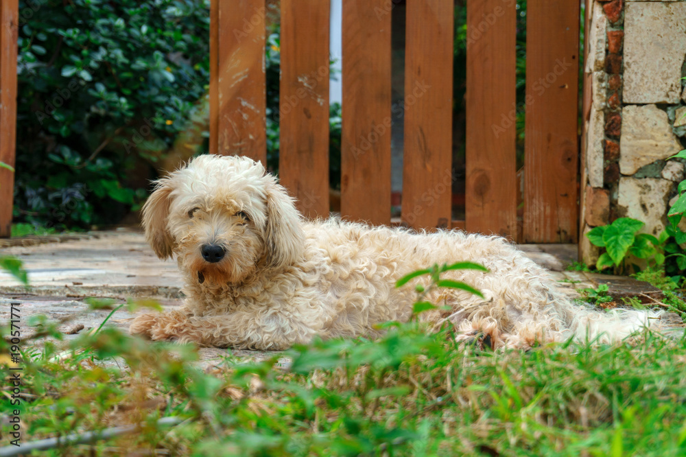 briquet griffon venden, cute hairy dog on the back yard briquet griffon venden, cute hairy dog on the back yard