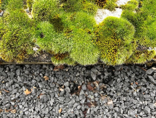 Moss green grass and lichen grows on stone rock with warm light photo