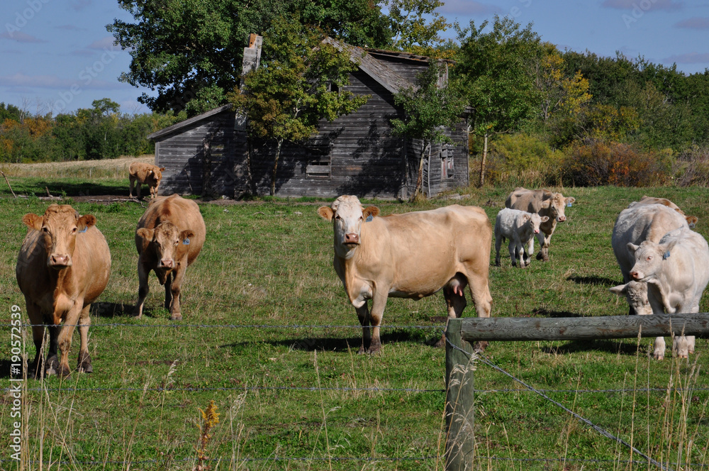 Obraz premium Curious herd of cattle approaches a fence