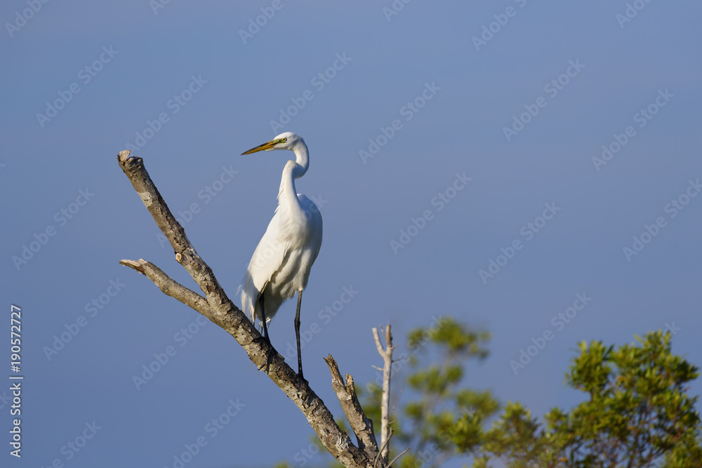 Great White Egret Perched on Tree Branch with Blue Sky Great White Egret Perched on Tree Branch with Blue Sky