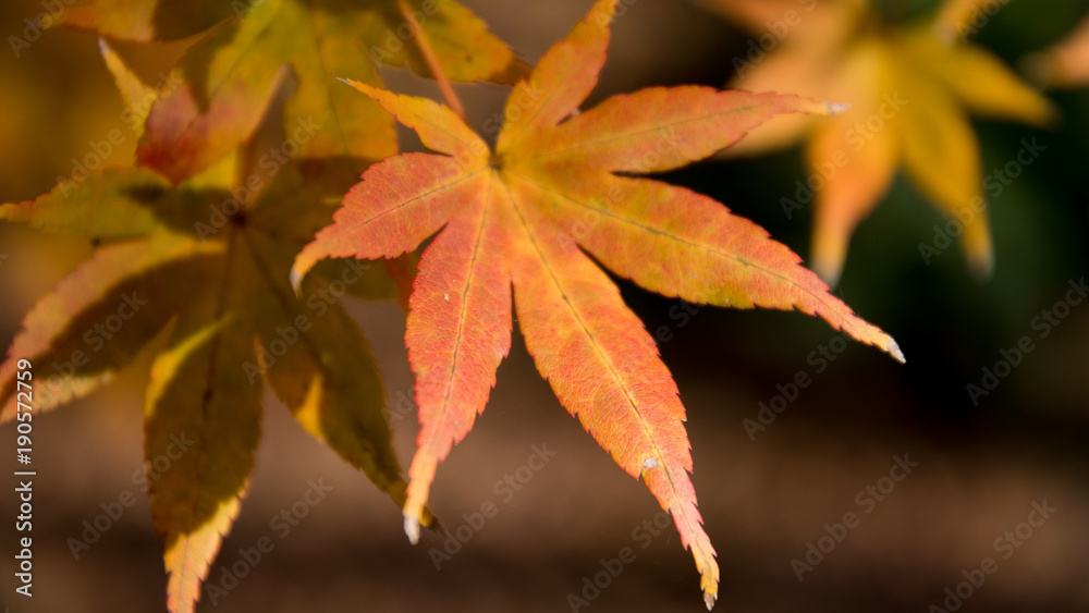 Autumn Single Leaf Japanese Maple Autumn Single Leaf Japanese Maple
