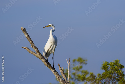 Great White Egret Perched on Tree Branch with Blue Sky