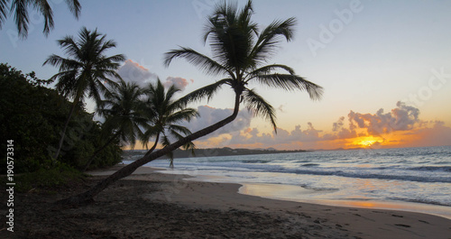 Sunset  paradise beach and palm tree  Martinique island.