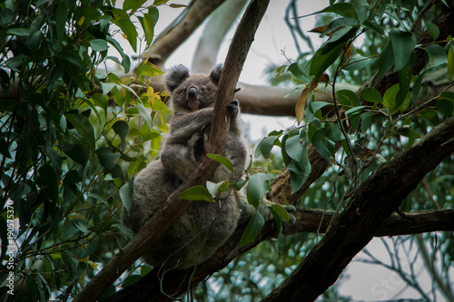 Photography koalas