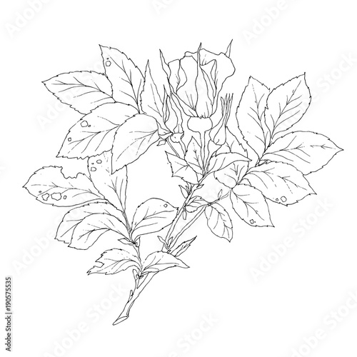 Vector set of detailed  isolated outline Rose bud sketches in black color.