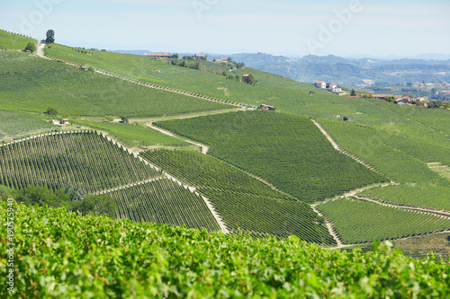 Wallpaper Mural Vineyards on Langhe hills in a sunny day in Piedmont, Italy Torontodigital.ca