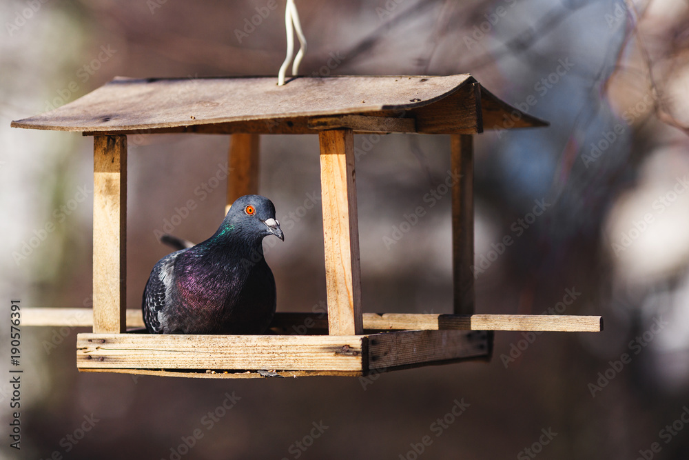 Fototapeta premium The pigeon sits in a bird feeder that hangs on a tree.