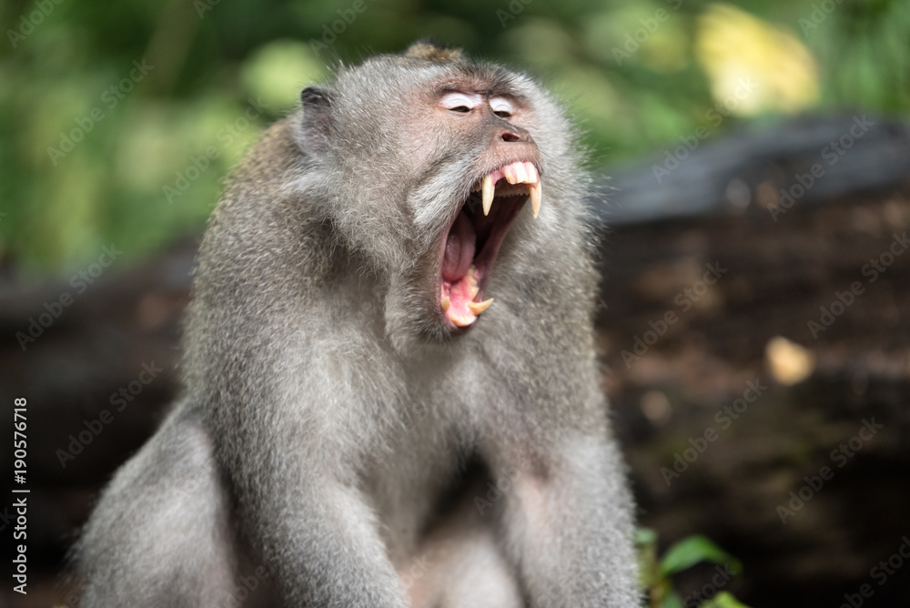 Obraz premium Bali Macaque in the forest.