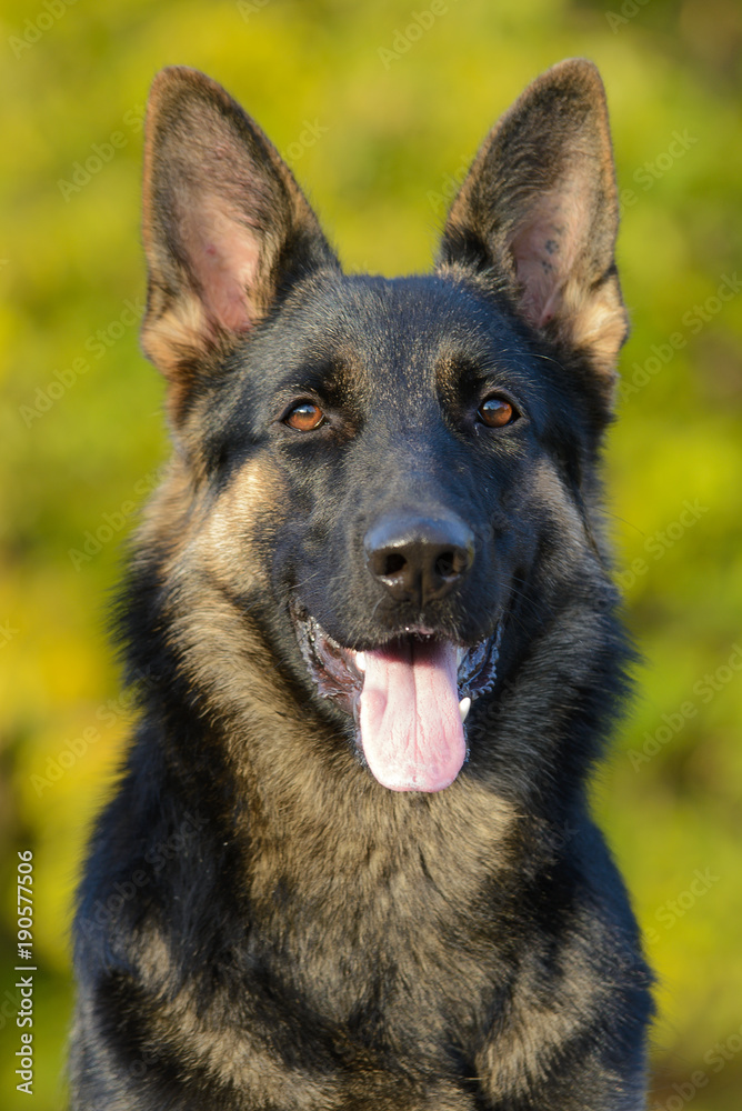 Portrait of a German shepherd Portrait of a German shepherd